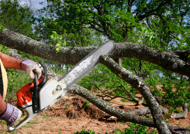 Trusted Riverdale, UT  Tree Services Experts